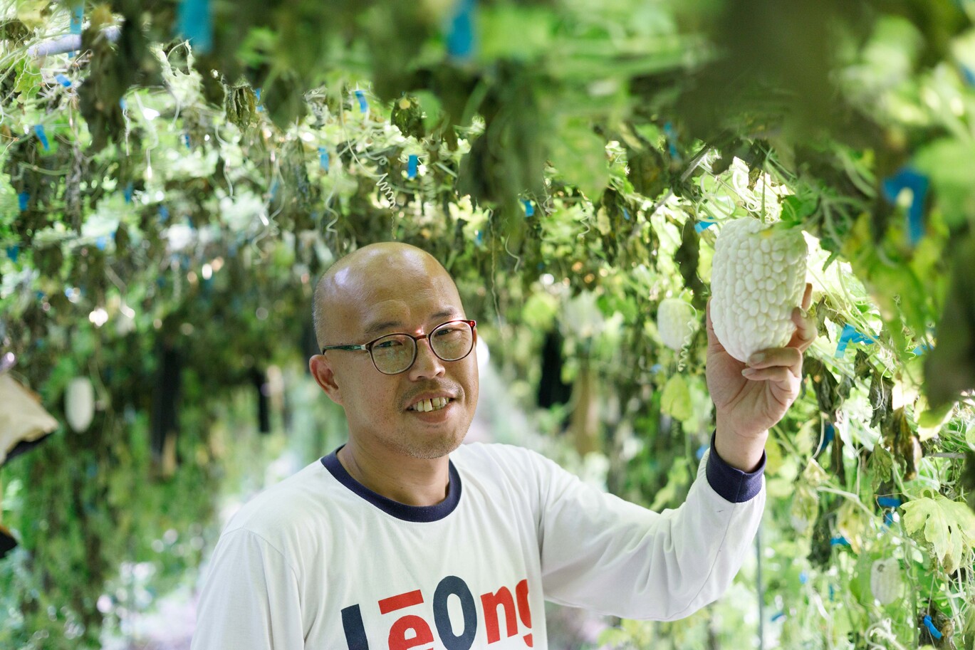 看到苦瓜健康長大，老闆溫偉毅露出滿意的笑容。
